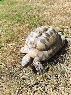 Griechische Landschilkröten  4 Tiere Bild 3