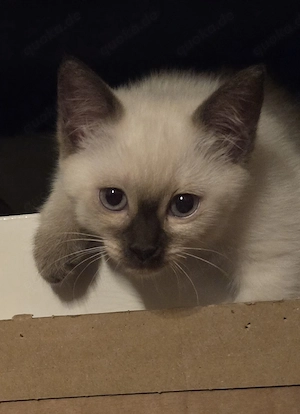 Zuckersüße Siam-BKH Kitten