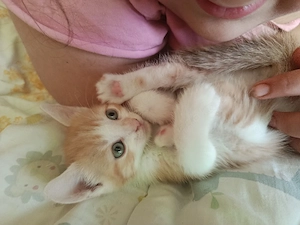 Süße BKH Mixkitten suchen ihr für immer zu Hause   