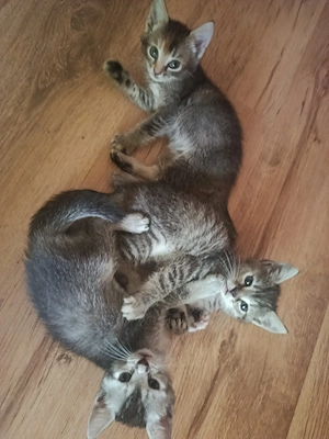 Süße BKH Mixkitten suchen ihr für immer zu Hause   