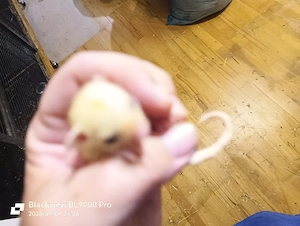 Sugar Glider Nachwuchs Weibchen 