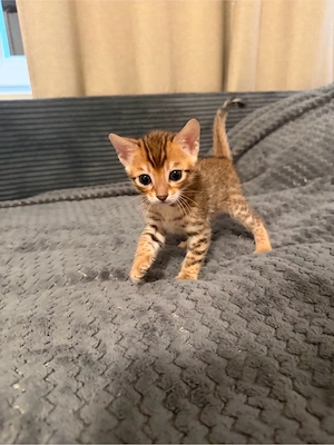 Reinrassige Bengal kitten  