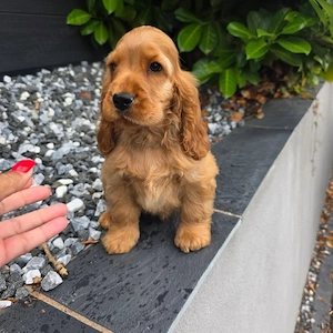    Liebevolle Cocker Spaniel suchen ein schönes Zuhause