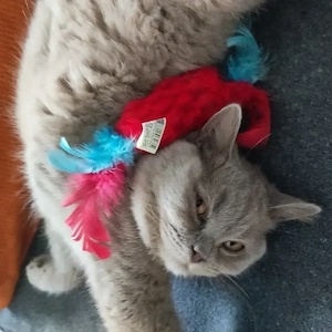 BKH Katerchen in Lilac