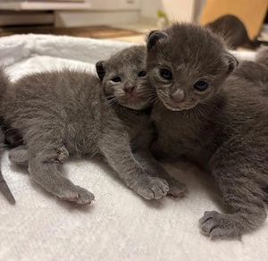 5 Süsse Russisch blau Kitten