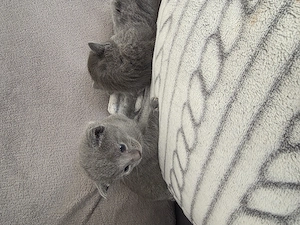 5 Süsse Russisch blau Kitten