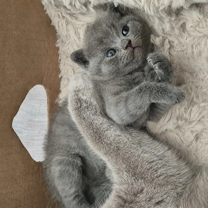 Bkh Kitten Mix ohne Stammbaum