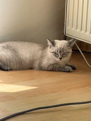 Zwei Geschwister Katzen suchen zuhause 
