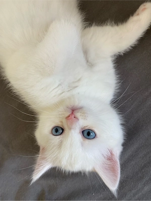 Süße Kittens 