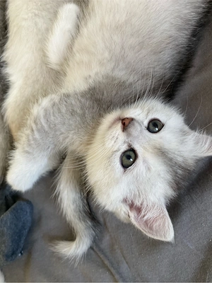 Süße Kitten suchen ein liebevolles Zuhause   