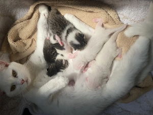 Kitten Suchen ein zuhause 