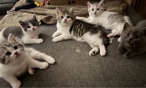 BKH Kitten 