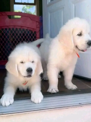 Liebevolle Golden-Retriever-Welpen suchen ein neues Zuhause