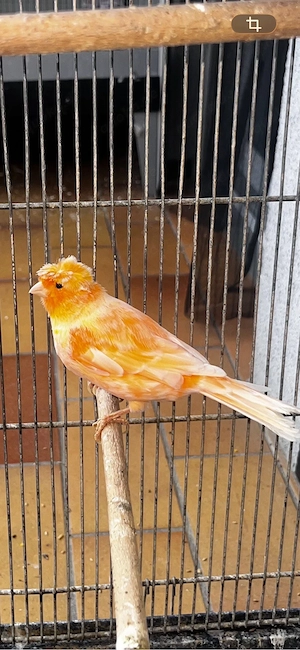 kanarienvögel 