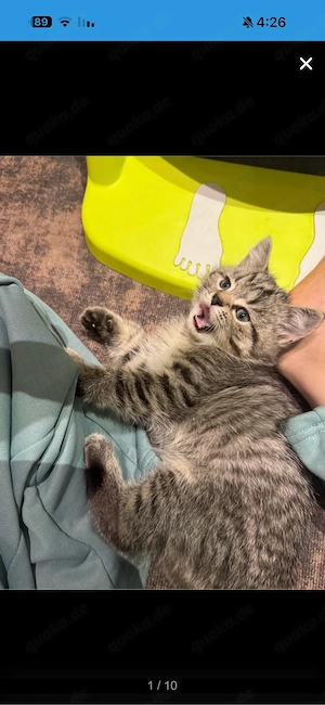 BKH Katzen