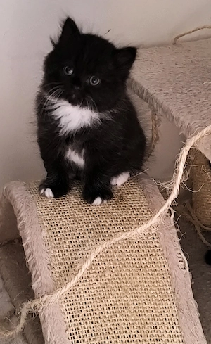 Katzenbaby