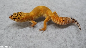 Mandarin Tangerine Tremper Albino Leopardgecko Männchen Weibchen