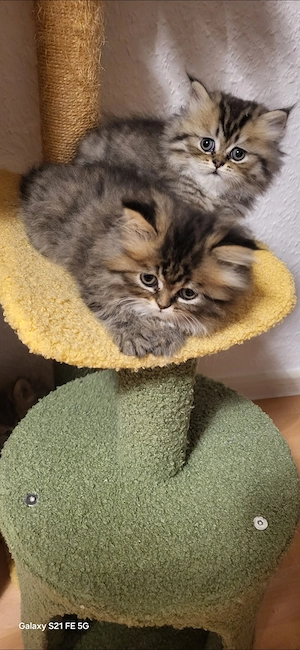 6 süße reinrassige Perserkitten