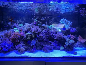 Meerwasseraquarium komplett abzugeben