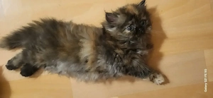 6 süße reinrassige Perserkitten