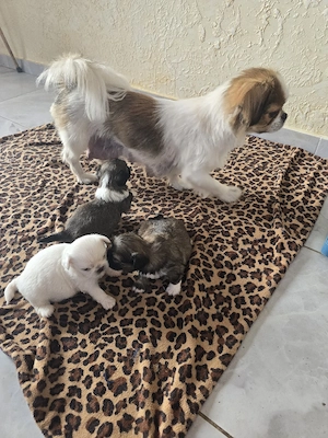 de kleine pikinez  sucht neues  Familie 