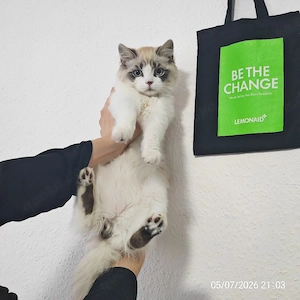 charmant Ragdoll Kater sucht ein liebevolles Zuhause