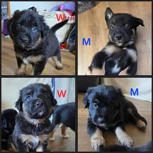 Aussidor-Bernersennen-Appenzeller-Mix-Welpen 