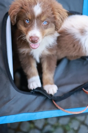 Drei zuckersüße Miniature Australian Shepherds in red-tri Miniaussies