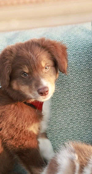 Drei zuckersüße Miniature Australian Shepherds in red-tri Miniaussies