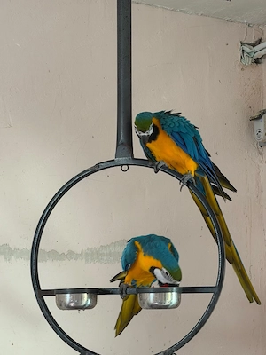 Ich verkaufe meine zwei Papageien. Es handelt sich um ein Männchen und ein Weibchen. Beide haben all