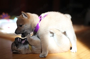 Wunderschöne Shiba-Inu-Welpen mit rotem Fell 