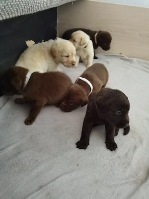 Wir haben ab Anfang September süße Labrador Welpen abzugeben 