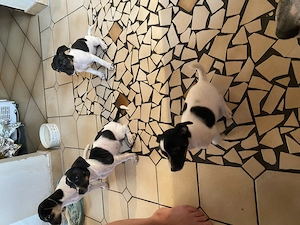 Zuckersüße Jack Russell Welpen - auszugsbereit