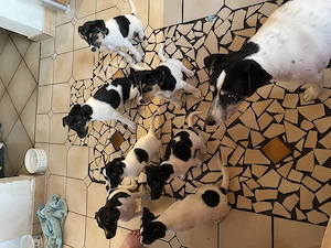 Zuckersüße Jack Russell Welpen - Bald auszugsbereit