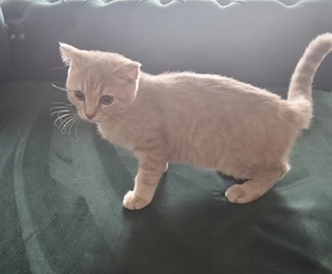 Süßes BKH Kitten sucht ein liebevolles Zuhause