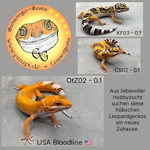 Leopardgecko, versch. Morphen