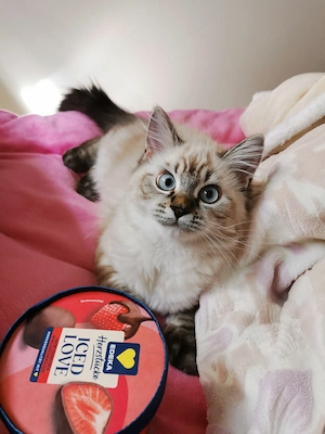 Heilige Birma Kitten Baby