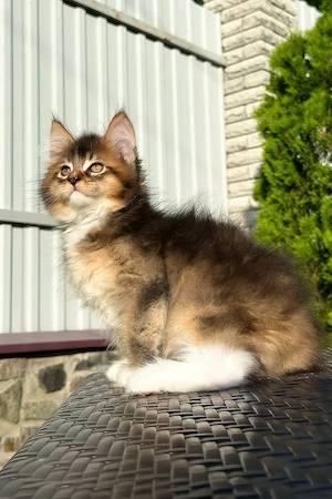 3 Monate alter Golden-Maine-Coon-Kater, bereit, Ihr Herz zu erobern