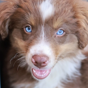 Drei zuckersüße Miniature Australian Shepherds in red-tri Miniaussies