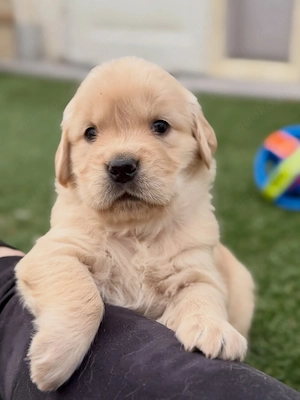 Golden-Retriever-Welpe 