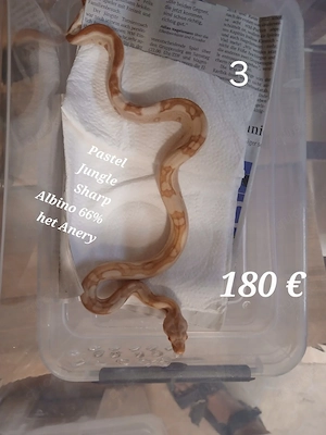 Boa Constrictor Imperator Sharp Albino