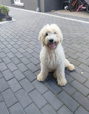 Goldendoodle  Weibchen  4 monate  alt 