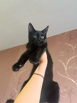 Maine-Coon-Mix Kitten suchen ein liebevolles Zuhause