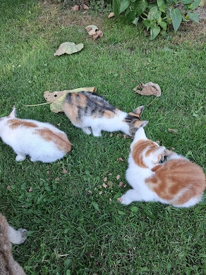 Dorfkatzen suchen neues Zuhause 