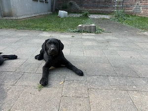 zuckersüsse Labrador Retrieverhündin 