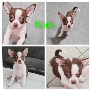 Reinrassige Chihuahua Rüde  
