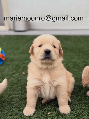 golden retriever Hund