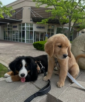     Golden Retriever & Berner Sennenhund Welpen suchen liebevolle Zuhause   