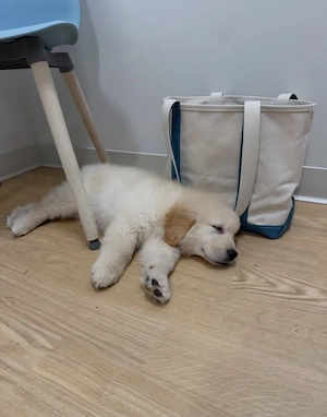     Golden Retriever & Berner Sennenhund Welpen suchen liebevolle Für-immer-Zuhause   