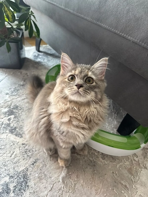 Kastrierte Sibirische Katze mit Stammbaum